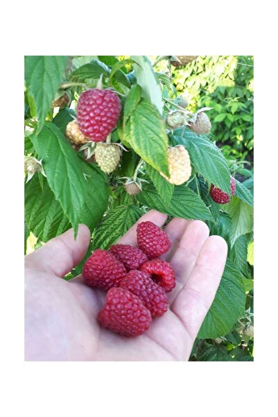 AnkaBahçe Polka Yediveren Ahududu / Frambuaz Fidanı (iri Meyveli / Açık Kök)