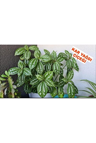 Genel Markalar Silver Begonia Karyağdı Gümüş Begonya 10-20 cm