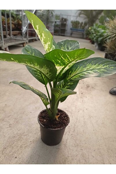 YSR HOME Difenbahya (tropik) - Ağlayan Çiçek 60 -80 cm Salon,Ev,Ofis Bİtkisi