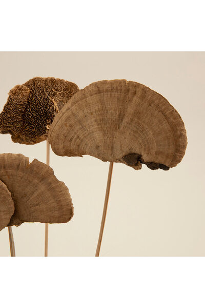 Chakra Semsa Demet Kuru Çiçek Natural