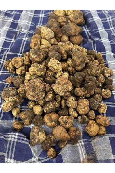 gurme trüf Taze Beyaz Trüf Mantarı 1000 gr Borcii Bianchetto Sezonun En Taze ...