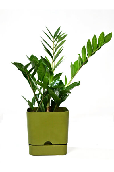 Poliwork 4 Adet Begonya Kare 13 Cm Tabaklı Saksı 1.5 Lt Yeşil