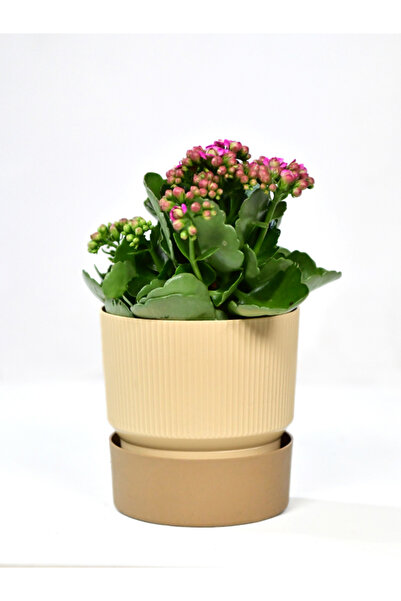 Poliwork 4 ADET IXORA 15 CM SAKSI ÇİFT RENKLİ KREM KAHVE TONLARI GENİŞLİK 15 ...