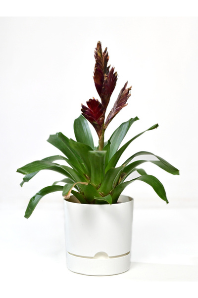 Poliwork 4 Lü Begonya 15 Cm Tabaklı Saksı 1.8 Lt Beyaz Genişlik 15 Cm Yüksekl...