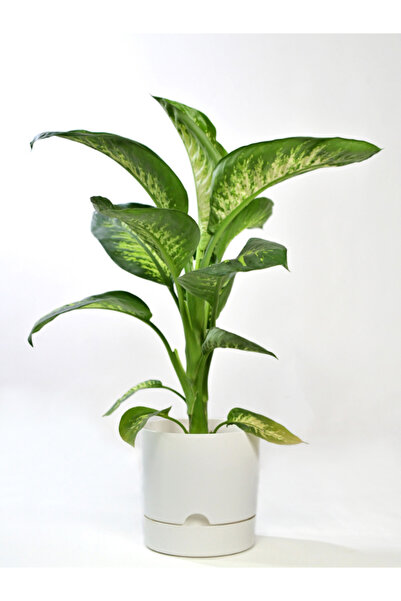 Poliwork Saksı 3,3 Lt Beyaz Tabaklı Ağız Çapı 18 Cm Yükseklik 17,5 Cm