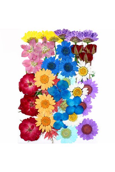 Generic فن الراتنج زهرة نباتية مضغوطة جافة