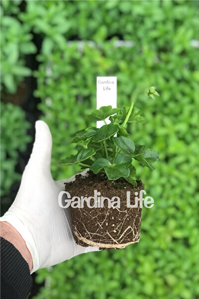 Gardina Sakız Sardunya Fidesi Katmerli ( Sarkan Sardunya Pelargonium Peltatum ) Velvet 1 Adet