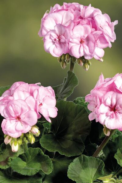 CANBOTANİK Sardunya Fidesi ( Pelargonium Zonale Classic Boylu ) Pink Picotee ...