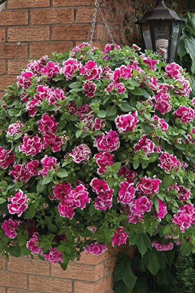 Gardina Petunya ( Petunia) Sarkan Petunya Fidesi Katmerli Kokulu Tumbelina An...