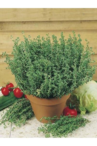 AGRODAL TARIM Ata Tohumu Yerli Doğal Kokulu Anadolu Dağ Kekiği Zahter Tohumu 1000 Ad. Sebze Tohumu