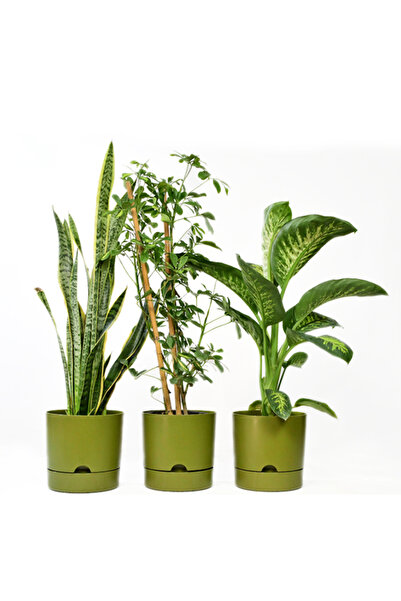 Poliwork 3 LÜ KOMBİN BEGONYA 9 LT SAKSI YEŞİL AĞIZ ÇAPI 24,5 CM YÜKSEKLİK 23 CM