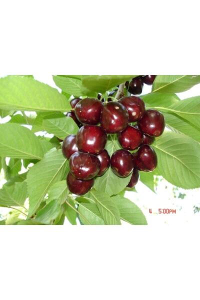 BURSATARIM Bursa Tarım 0900 Ziraat Napolyon Kiraz Fidanı