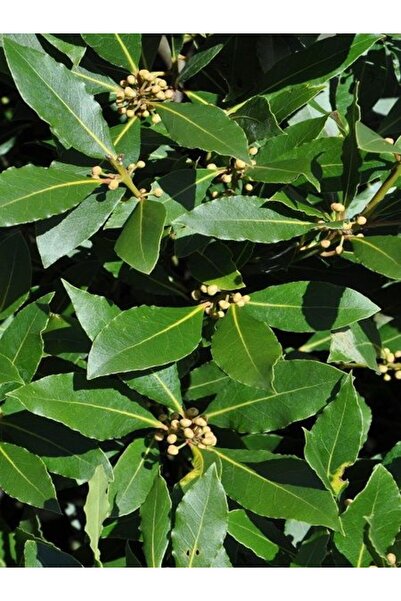 Vipfoni Defne Ağacı Tohumu