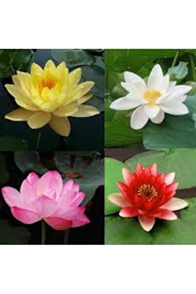 Köy Tohumları 10 Adet Tohum Nadir Karışık Lotus Çiçeği Tohumu Kutsal Nilüfer ...
