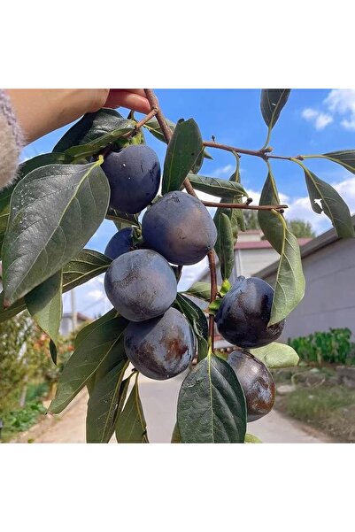 ASES NADİR BİR ÇEŞİT TÜPLÜ 3 YAŞ SİYAH HURMA FİDANI Diospyros kaki L., BOY 150-180 CM