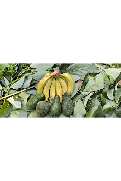 750 GRAM TAZE HASAT AVOKADO + 1 KG MUZ (BİRLİKTE DAHA GÜZEL )