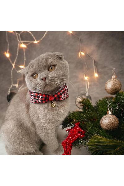 Melo New Year's Concept Cat and Small Breeds Dog Collar
