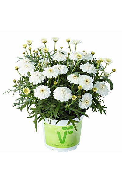 TacirDepo Aramis Double White Katmerli Çeşme Papatyası Çiçeği Fidesi (2 Adet ...