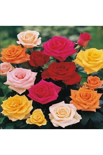 TacirDepo Mixed Yediveren Gül Çiçeği Fidesi (5 adet Paper Potta)