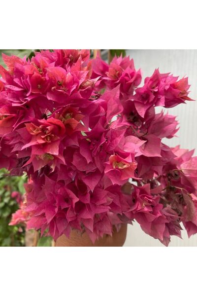 TacirDepo Pembe  Katmerli  Begonvil Çiçeği Fidesi (1 adet)