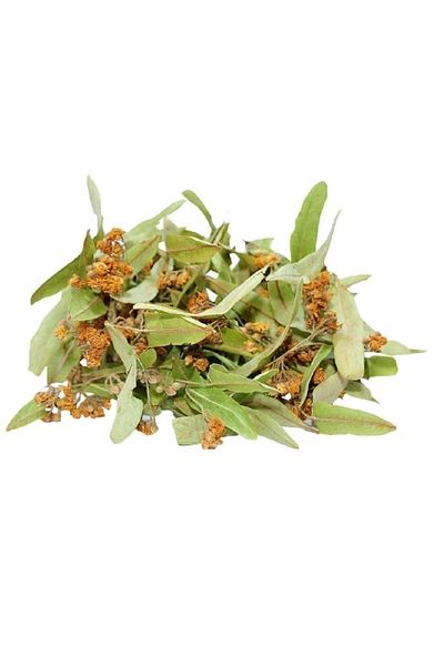 DVD Lokman Aktar Linden Leaf Flower 250 Gr 1 Piece