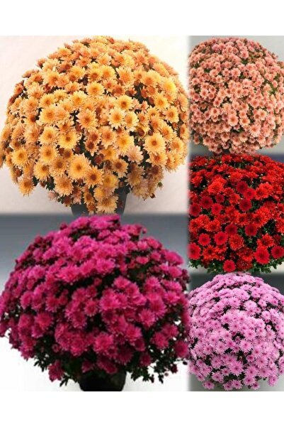 TohumBul Özel Seri Özel Seri Mixed Kasımpatı Krizantem Çiçeği Fidesi (3 adet)