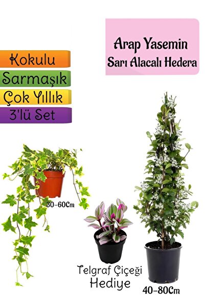 Nura Botanik Mis Kokulu Arap Yasemini+Alacalı Hedera Helix Sarmaşığı+Telgraf ...