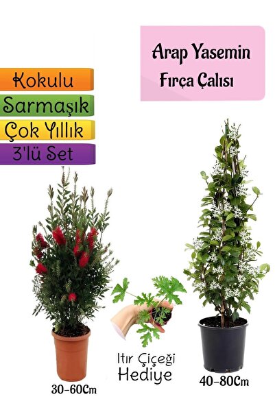 Gardenbox Kokulu Arap Yasemini+Kırmızı Fırça Çalısı+Itır Çiçeği Hediyeli 3'lü...