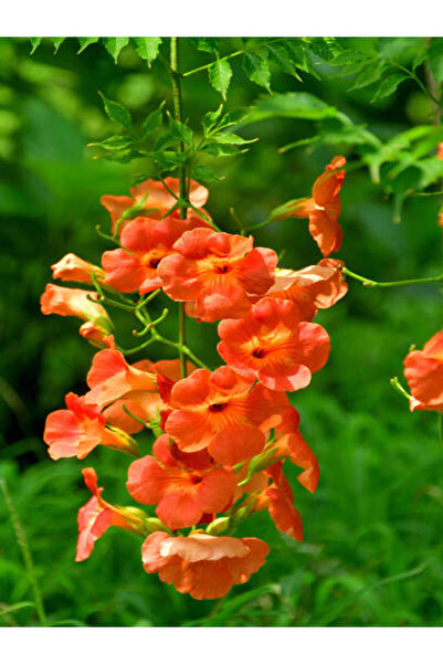 Nura Botanik Çok Avantajlı Turuncu Acem Borusu Çiçeği Fidanı (60 80CM)1 Adet ...