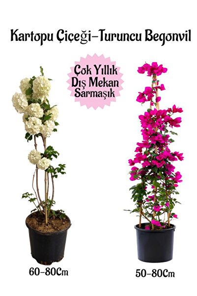 Gardenbox Kartopu Çiçeği 1 ADET +Fuşya Begonvil 1 ADET+ Turuncu Gazanya Hediy...