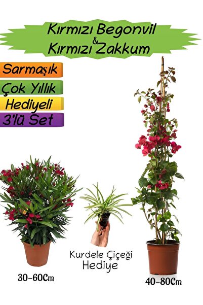 Gardenbox Kırmızı Renk Begonvil+Kırmızı Zakkum Fidanı+Kurdele Çiçeği Hediyeli...
