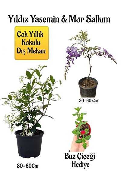 Gardenbox Kokulu Yıldız Yasemin Çiçeği+Mor Salkım Ağacı Fidanı Buz Çiçeği Hed...