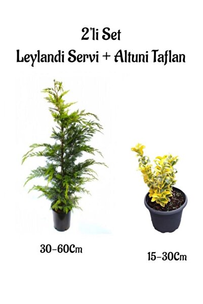 Nura Botanik Leylandi Çam Ağacı Fidanı+Altuni Taflan Çit Bitkisi 2'li Set Dış...