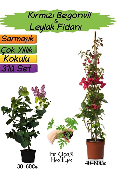 Nura Botanik Kırmızı Renk Begonvil+Kokulu Mor Leylak Fidanı+Itır Çiçeği Hediy...