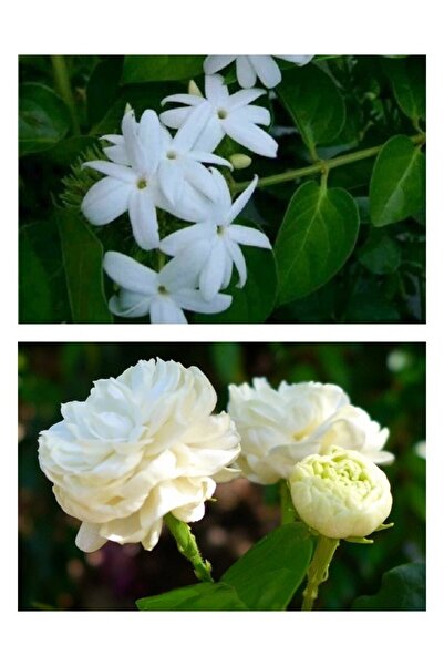 Gardenbox Yasemin Çiçeği Set 2 Li Set Arap Yasemin / Katmerli Ful Yasemin (yo...