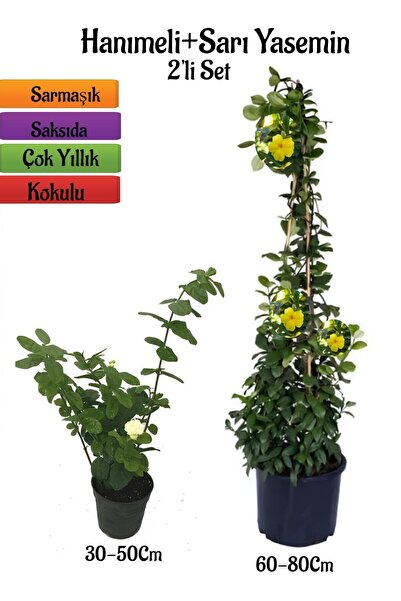 Gardenbox Yoğun Kokulu Katmerli Ful Yasemin Fidanı+ Sarı Yasemin Fidanı 2'li ...