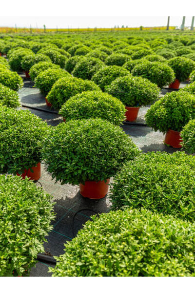 Gardenbox Videolu 1 Adet Çalı Şimşir Fidanı Saksılı 30-45cm (BUSHY YEW SAPLİNG)