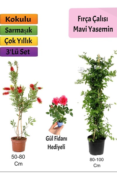 Nura Botanik Mavi Yasemin+ Fırça Çalısı+ Pembe Gül Fidanı Hediyeli