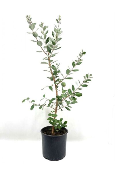 Gardenbox Kaymak Ağacı Feijoa Bitkisi 1 ADET Saksılı/Tüplü 45-85Cm Dış Mekan ...