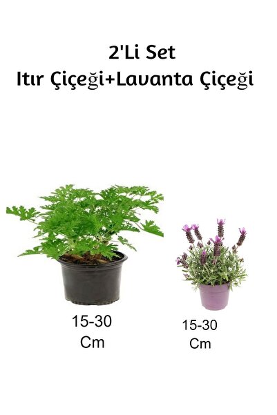 Gardenbox Gül Damlası (Itır Çiçeği) + Lavanta Çiçeği 2'Li Set Dış Mekan Bitkisi