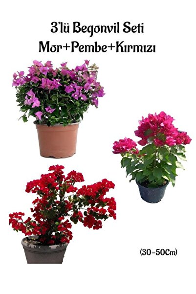 Gardenbox Mor Begonvil+Pembe Begonvil+Kırmızı Begonvil 3'lü Bahçe Peyzaj Seti