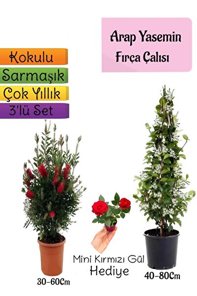 Nura Botanik Kokulu Arap Yasemini+Kırmızı Fırça Çalısı+Mini Gül Hediyeli 3'lü Bahçe Seti