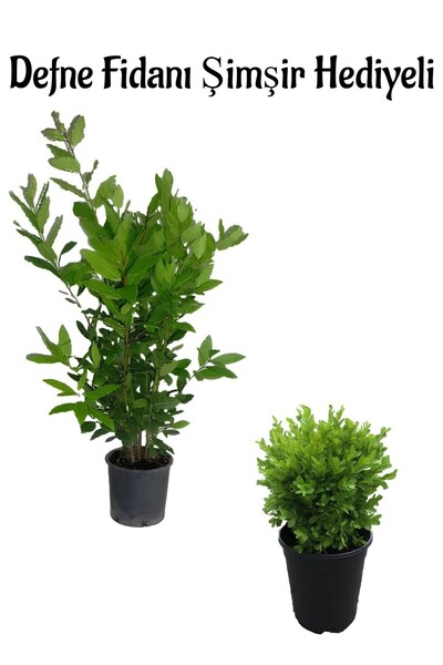 Bay Bush Seedling(40-60Cm)+ Potted Garden Plant with Bush Shimmer (30-40Cm) GIFT