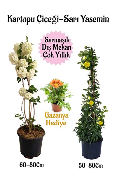 serada decor & plant Kartopu Çiçeği 1 ADET+Sarı Yasemin 1 ADET+Sarı Gazanya H...