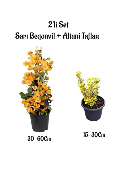 Gardenbox Sarı Renk Sarmaşık Begonvil Çiçeği+Altuni Taflan Çit Bitkisi Saksıl...