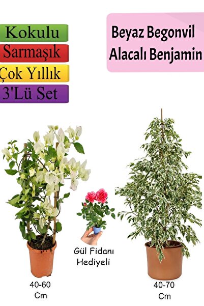 Gardenbox Beyaz Alacalı Benjamin Bitkisi+ Beyaz Begonvil+ Gül Fidanı