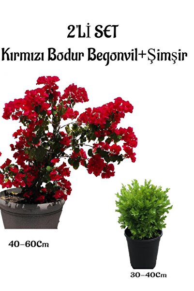 Gardenbox Kırmızı Renk Bodur Begonvil Fidanı(40-60)+Çalı Şimşiri 2'li Set Sak...