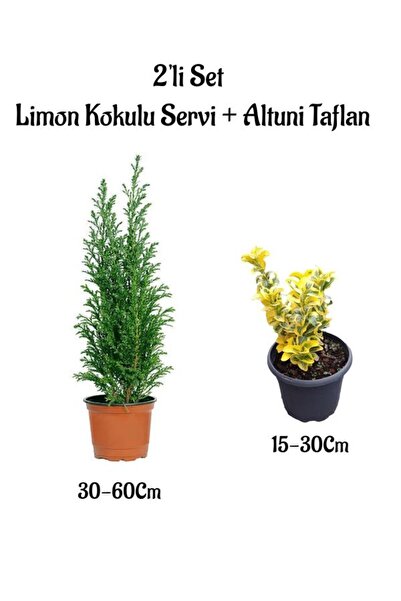 Nura Botanik Limon Kokulu Servi Ağacı Fidanı+ Altuni Taflan 2'li Set Saksılı ...