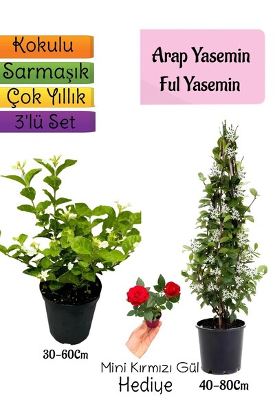 Gardenbox Kokulu Arap Yasemini+Ful Yasemin+Mini Gül Hediyeli 3'lü Bahçe Seti