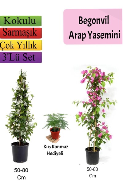 Nura Botanik Arap Yasemini+ Pembe Begonvil+ Tül Çiçeği Hediyeli
